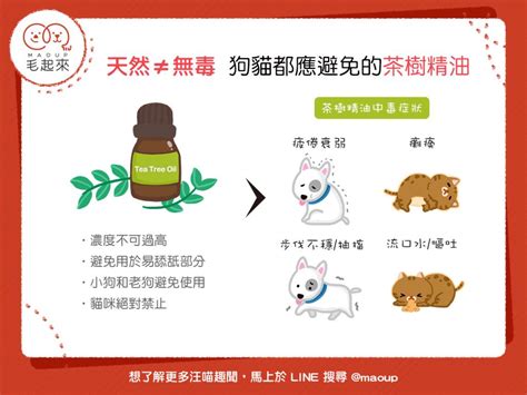 茶樹精油 寵物|【天然≠無毒】茶樹精油應避免使用在狗狗貓貓身上！。